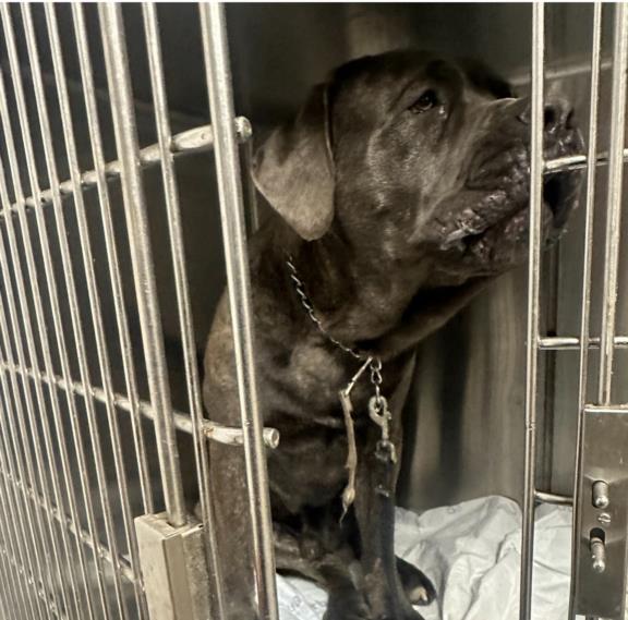 Shelter Stray Male Dog last seen , West Valley Animal Shelter, 20655 Plummer St, Chatsworth, CA 91311, USA