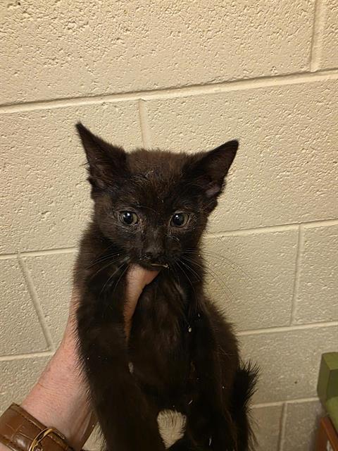 Shelter Stray Female Cat last seen Near BLOCK W SPUR CIR, 4522 W 3500 S, West Valley City, UT 84120, USA