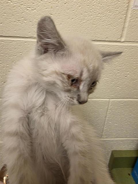 Shelter Stray Male Cat last seen Near BLOCK W SPUR CIR, 4522 W 3500 S, West Valley City, UT 84120, USA