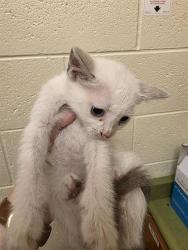 Shelter Stray Female Cat last seen Near BLOCK W SPUR CIR, 4522 W 3500 S, West Valley City, UT 84120, USA