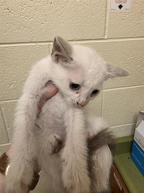 Shelter Stray Female Cat last seen Near BLOCK W SPUR CIR, 4522 W 3500 S, West Valley City, UT 84120, USA