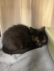 Shelter Stray Male Cat last seen Near BLOCK S MEADOWLARK DR, 4522 W 3500 S, West Valley City, UT 84120, USA