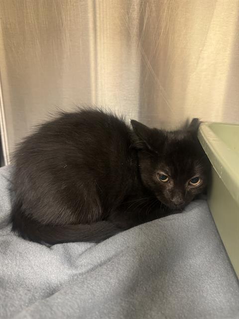 Shelter Stray Male Cat last seen Near BLOCK S MEADOWLARK DR, 4522 W 3500 S, West Valley City, UT 84120, USA