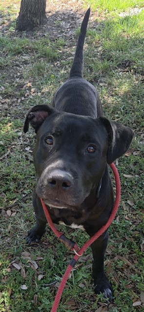 Shelter Stray Male Dog last seen SW 32 AV WEST PARK FL 33023, 2400 SW 42nd St, Fort Lauderdale, FL 33312, USA