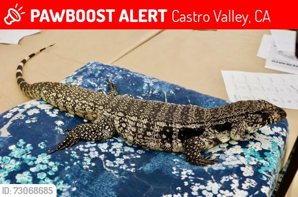 Lost Female Reptile last seen Keith Ave, Castro Valley, CA 94546