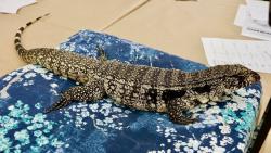 Lost Female Reptile last seen Keith Ave, Castro Valley, CA 94546