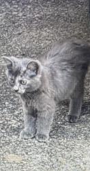 Lost Female Cat last seen Midvale Road and Pine Meadows Court, Tucker, GA 30084