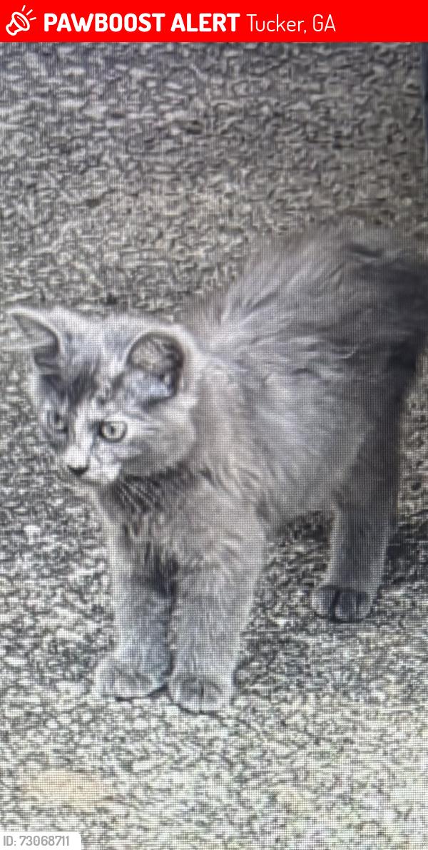 Lost Female Cat last seen Midvale Road and Pine Meadows Court, Tucker, GA 30084
