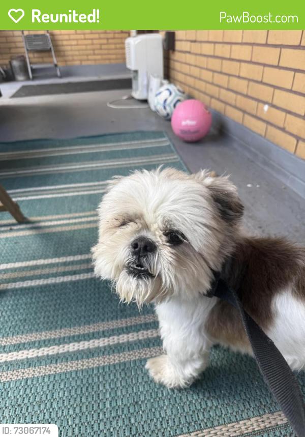 Reunited Male Dog last seen Oneida Street , Pittsburgh, PA 15211