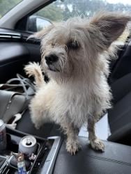 Found/Stray Female Dog last seen near Mineral Springs and Gibson Street, Durham County, NC 27703