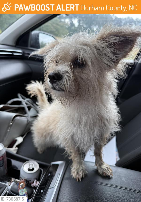 Found/Stray Female Dog last seen near Mineral Springs and Gibson Street, Durham County, NC 27703