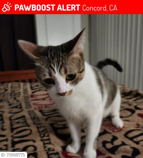 Lost Female Cat last seen Galindo and Willow Pass Road, Concord, CA 94520