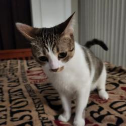 Lost Female Cat last seen Galindo and Willow Pass Road, Concord, CA 94520