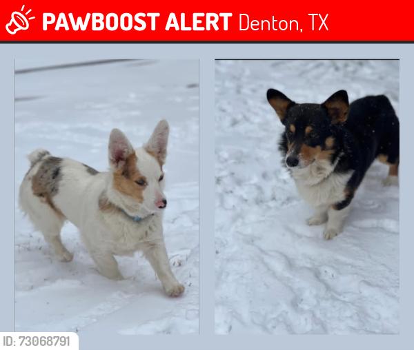Lost Female Dog last seen Frame st, Denton, TX 76209