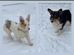 Lost Female Dog last seen Frame st, Denton, TX 76209