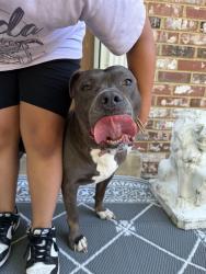 Reunited Female Dog last seen Near Buchanan DR  fort washington md , Fort Washington, MD 20744