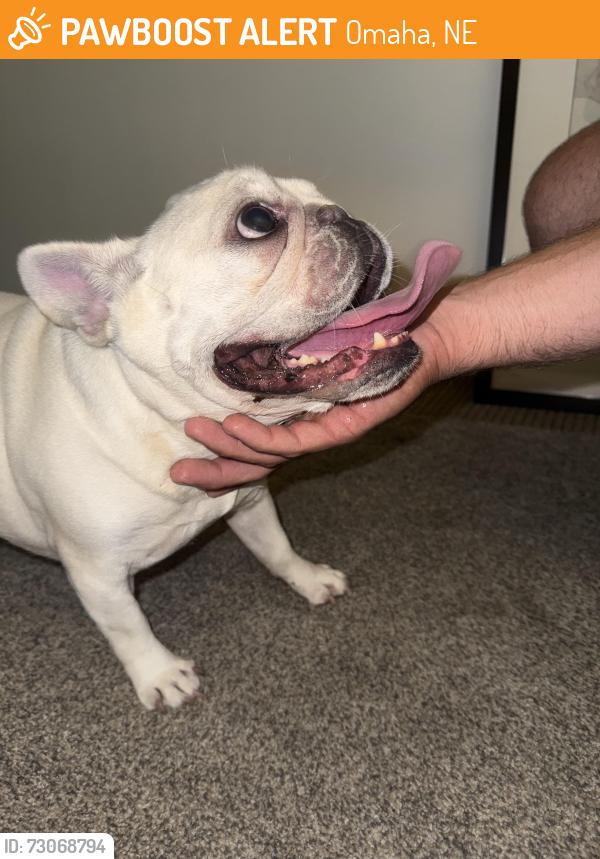 Found/Stray Female Dog last seen 84th and pacific, Omaha, NE 68114