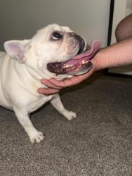 Found/Stray Female Dog last seen 84th and pacific, Omaha, NE 68114