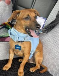 Reunited Male Dog last seen Country Club ests, Long Grove, IL, Long Grove, IL 60047