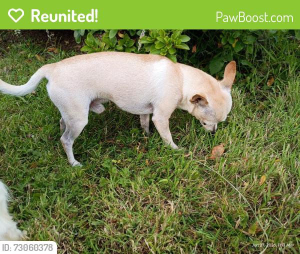 Reunited Male Dog last seen 106th with 122nd Ave se, Renton, WA 98058