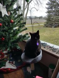 Lost Male Cat last seen 1 mile east of Boone county fairgrounds, Lebanon, IN 46052