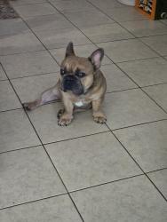 Reunited Male Dog last seen N Fernández Road, Lakeland, FL 33801