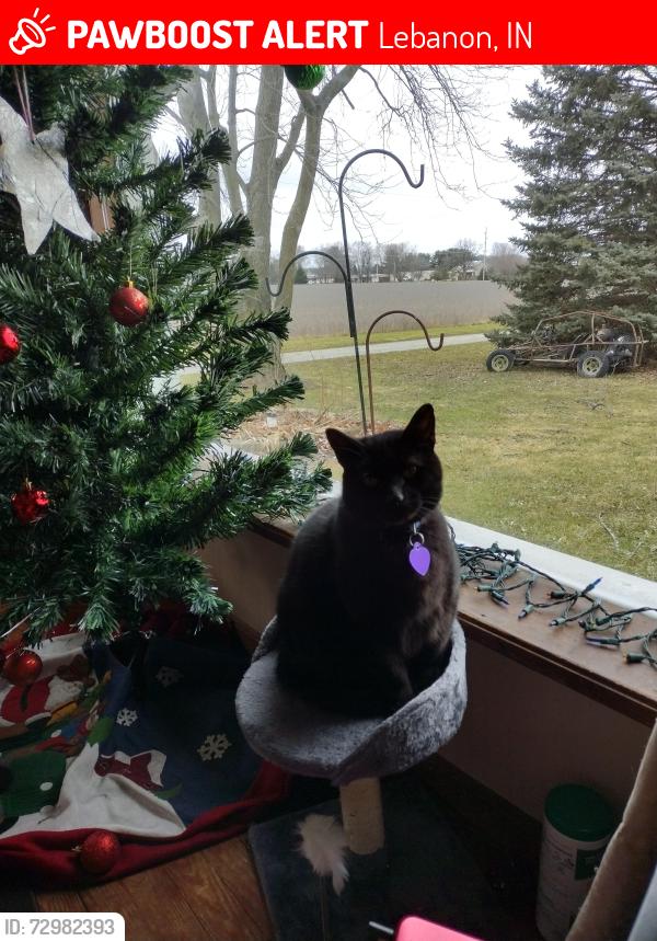 Lost Male Cat last seen 1 mile east of Boone county fairgrounds, Lebanon, IN 46052