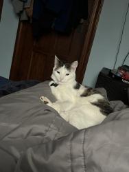 Reunited Male Cat last seen Raritan Ave , Highland Park, NJ 08904