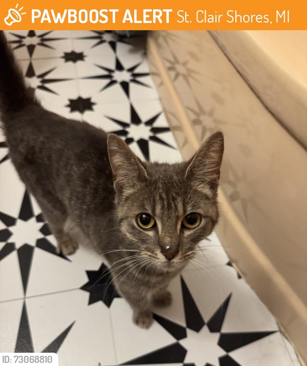 Found/Stray Female Cat last seen 9 Mile & Harper, St. Clair Shores, MI 48080