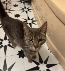 Found/Stray Female Cat last seen 9 Mile & Harper, St. Clair Shores, MI 48080