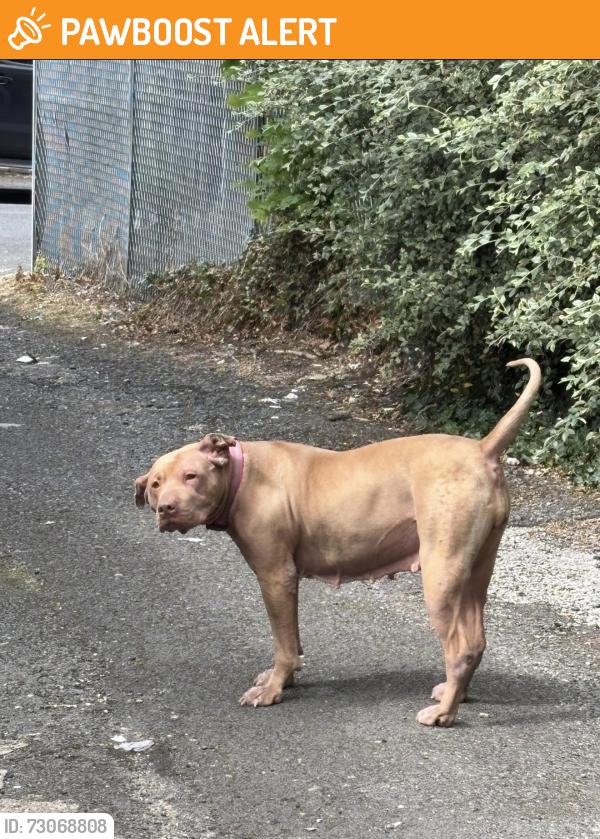 Found/Stray Unknown Dog last seen Elizabeth street nelson lancashire, Lancashire, England BB9