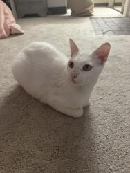 Found/Stray Male Cat last seen Channing way, Berkeley, CA 94704