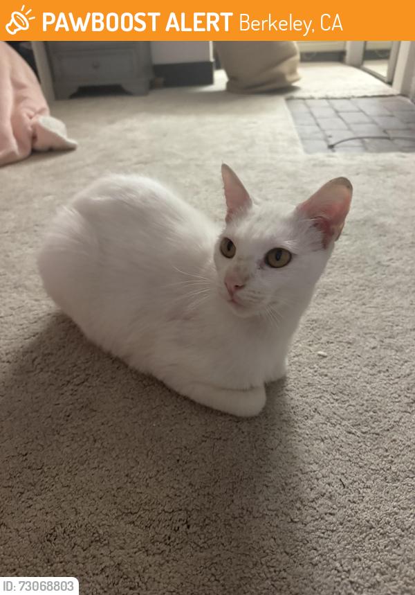 Found/Stray Male Cat last seen Channing way, Berkeley, CA 94704