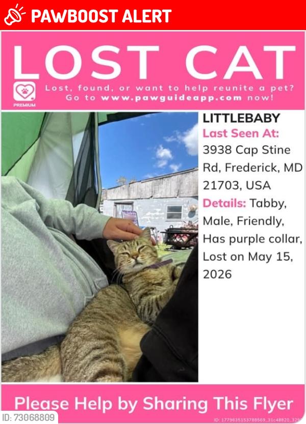 Lost Male Cat last seen Winchester Blvd and cap stine rd, Frederick County, MD 21703