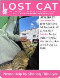 Lost Male Cat last seen Winchester Blvd and cap stine rd, Frederick County, MD 21703
