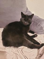 Lost Female Cat last seen Pasco Jail, Land O' Lakes, FL 34638
