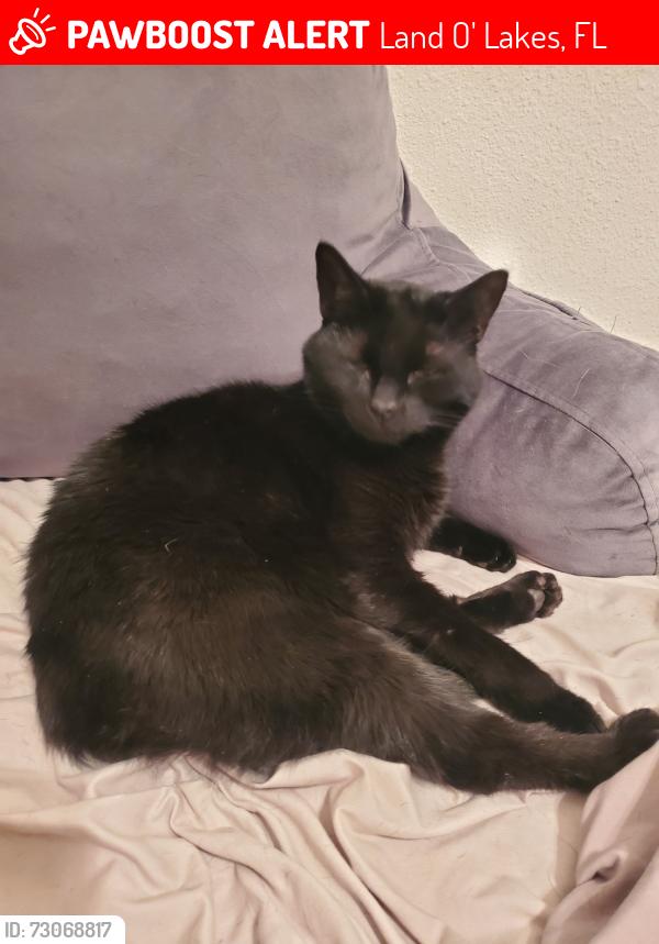 Lost Female Cat last seen Pasco Jail, Land O' Lakes, FL 34638