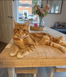 Reunited Male Cat last seen Oughtibridge valley, Oughtibridge, England 