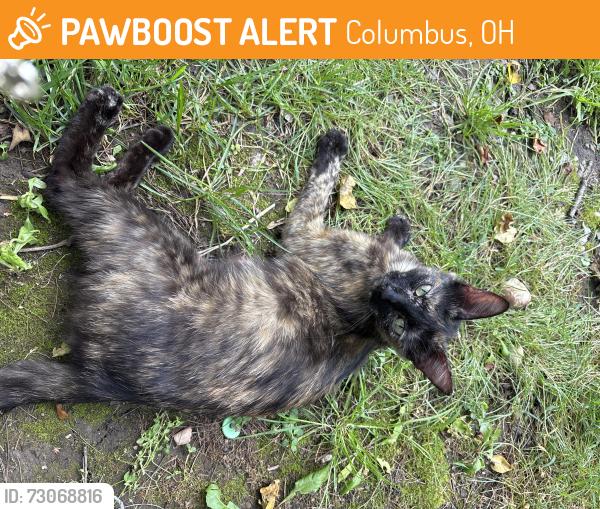 Found/Stray Female Cat last seen Morse rd, Columbus, OH 43230