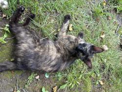 Found/Stray Female Cat last seen Morse rd, Columbus, OH 43230