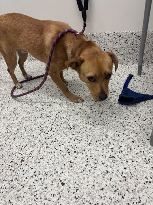 Shelter Stray Male Dog last seen Near jonesboro rd, South Fulton, GA, 1251 Fulton Industrial Blvd NW, Atlanta, GA 30336, USA