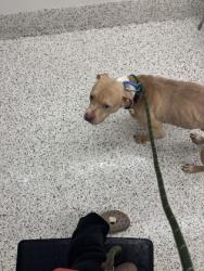 Shelter Stray Male Dog last seen Near TRESTLETREE CT, Atlanta, GA, 1251 Fulton Industrial Blvd NW, Atlanta, GA 30336, USA