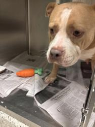 Shelter Stray Female Dog last seen Near Handley avenue sw, Atlanta, GA, 1251 Fulton Industrial Blvd NW, Atlanta, GA 30336, USA