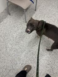 Shelter Stray Female Dog last seen Near stone rd m-4, Atlanta, GA, 1251 Fulton Industrial Blvd NW, Atlanta, GA 30336, USA