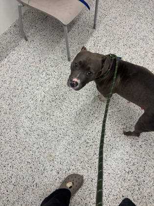 Shelter Stray Female Dog last seen Near stone rd m-4, Atlanta, GA, 1251 Fulton Industrial Blvd NW, Atlanta, GA 30336, USA