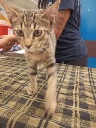 Shelter Stray Male Cat last seen Near Joseph E Lowery Blvd, Atlanta, GA, 1251 Fulton Industrial Blvd NW, Atlanta, GA 30336, USA