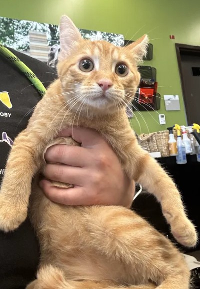 Shelter Stray Male Cat last seen Near Will Lee Rd, Atlanta, GA, 1251 Fulton Industrial Blvd NW, Atlanta, GA 30336, USA
