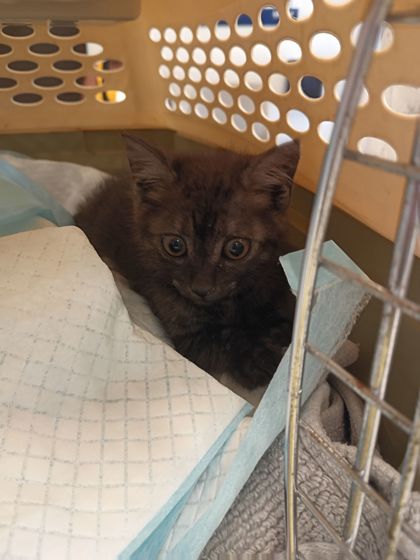 Shelter Stray Female Cat last seen Near Grant St SE #100, Atlanta, GA, 1251 Fulton Industrial Blvd NW, Atlanta, GA 30336, USA