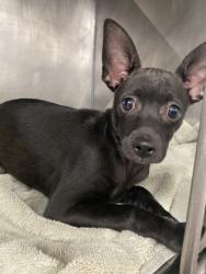 Shelter Stray Female Dog last seen Near NC Hwy 43, Vanceboro, NC, 1639 Old Airport Rd, New Bern, NC 28562, USA