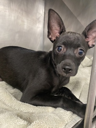 Shelter Stray Female Dog last seen Near NC Hwy 43, Vanceboro, NC, 1639 Old Airport Rd, New Bern, NC 28562, USA
